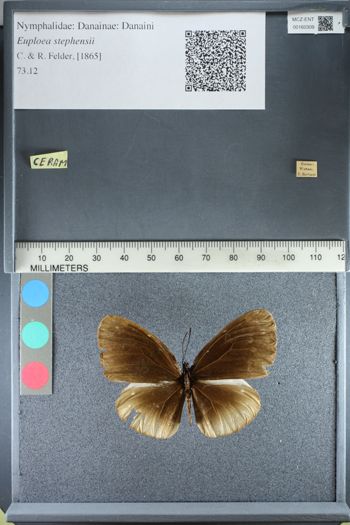 Media type: image;   Entomology 160309